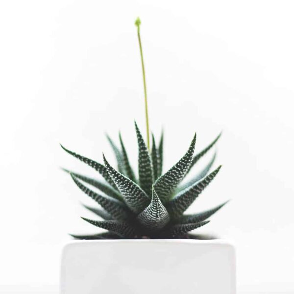 Gonialoe variegata – Bild 2
