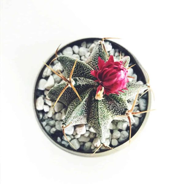Old Lady Cactus – Bild 2